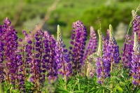 Waarom iedereen ineens lupines in de tuin wil hebben