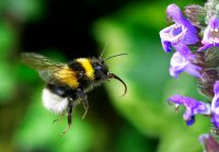 Deze week zaai je bloemen die je tuin vol bijen maken