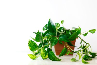 5 redenen waarom planten doodgaan