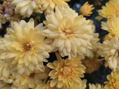 Herfstbloeiers geven je tuin dit jaar extra kleur